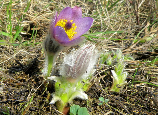 poniklec veľkokvetý Pulsatilla grandis Wender.