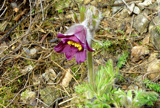 poniklec lúčny český Pulsatilla pratensis subsp. bohemica Skalický