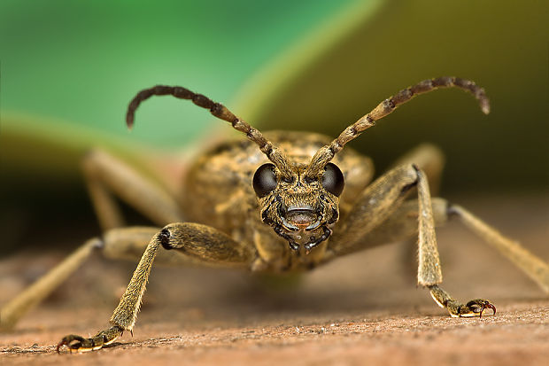 fuzáč kôrový  Rhagium inquisitor Linnaeus