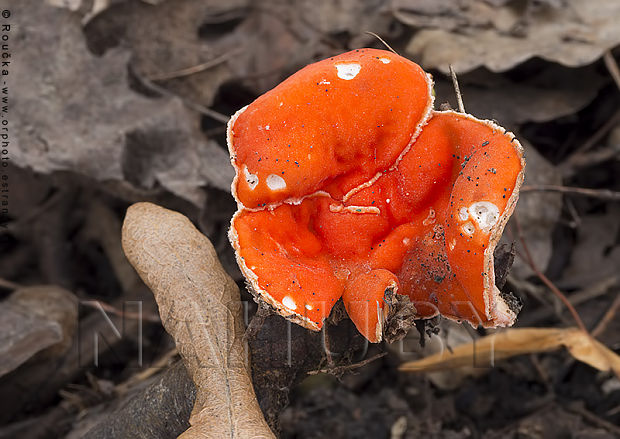 ohnivec šarlátový Sarcoscypha coccinea (Gray) Boud.