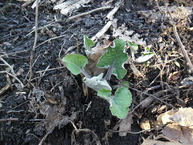 lopúch plstnatý Arctium tomentosum Mill.