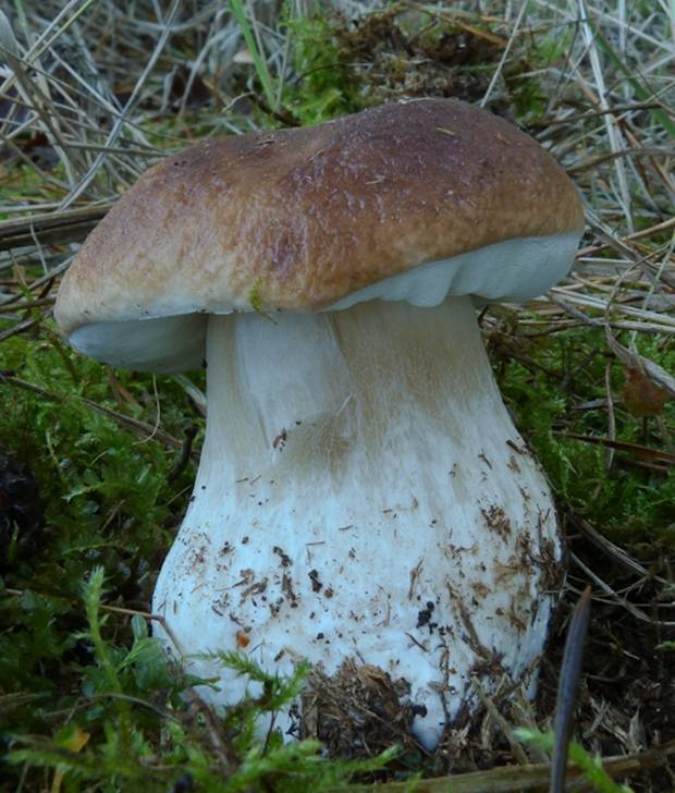 hríb smrekový Boletus edulis Bull.