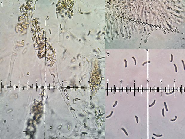 Diatrypella favacea (Fr.) Ces. & De Not.