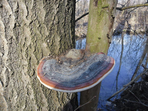 práchnovček pásikavý Fomitopsis pinicola (Sw.) P. Karst.