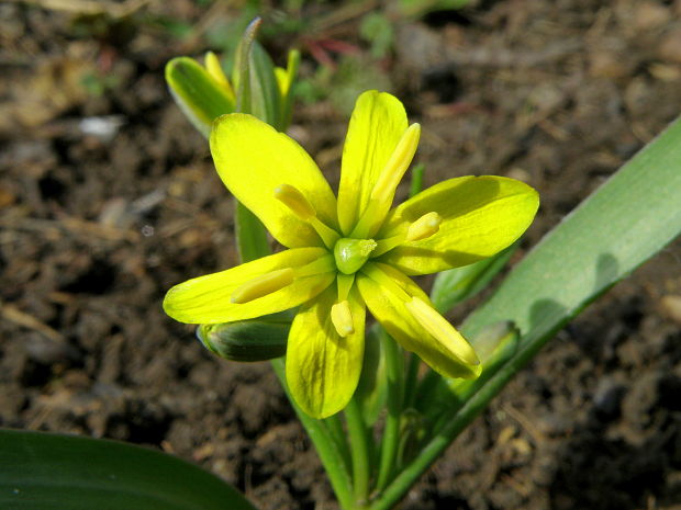 krivec žltý Gagea lutea (L.) Ker Gawl.