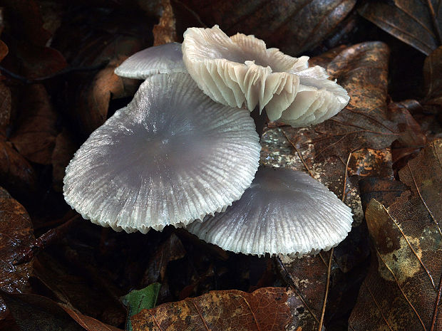 prilbička reďkovková Mycena pura (Pers.) P. Kumm.