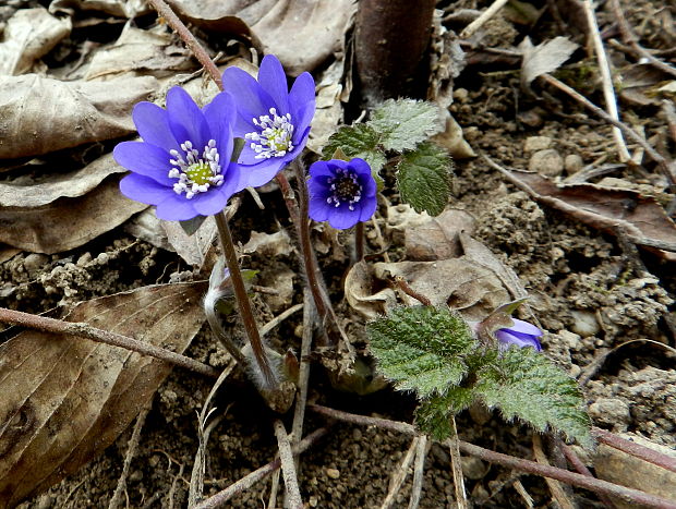 pečeňovník trojlaločný Hepatica nobilis Schreb.