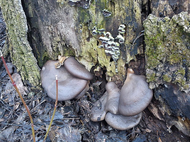 hliva ustricovitá Pleurotus ostreatus (Jacq.) P. Kumm.