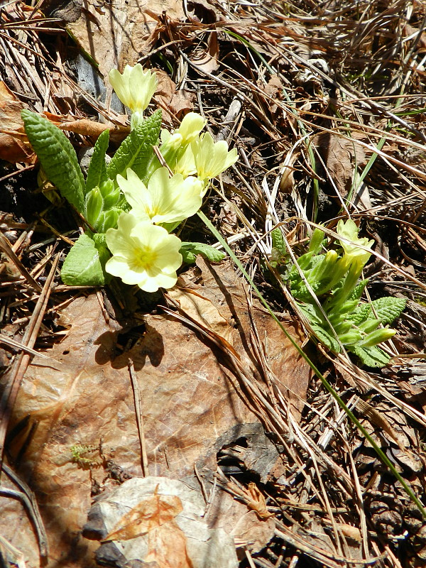 prvosienka bezbyľová Primula acaulis (L.) L.