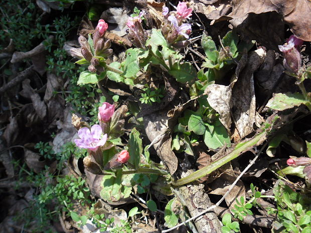 pľúcnik Pulmonaria sp.