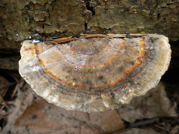 trúdnikovec pásikavý Trametes ochracea (Pers.) Gilb. & Ryvarden