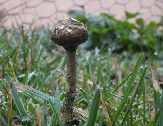 stopkovec zimný Tulostoma brumale Pers.