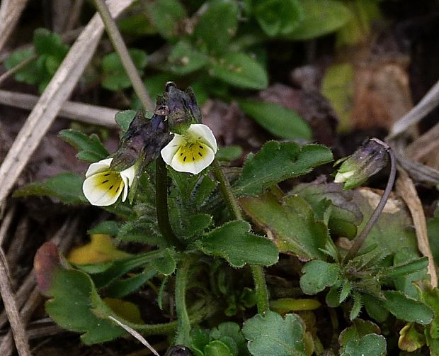 fialka kitaibelova Viola kitaibeliana Schult.