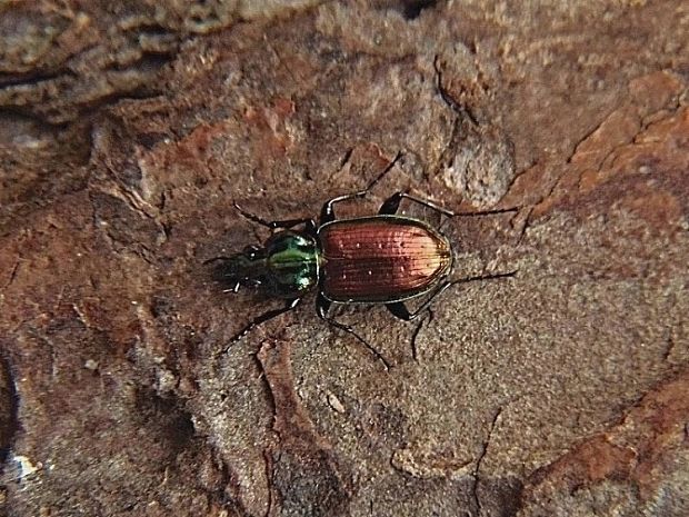 utekáčik šesťbodý   /   střevlíček šestitečný Agonum sexpunctatum Linnaeus, 1758