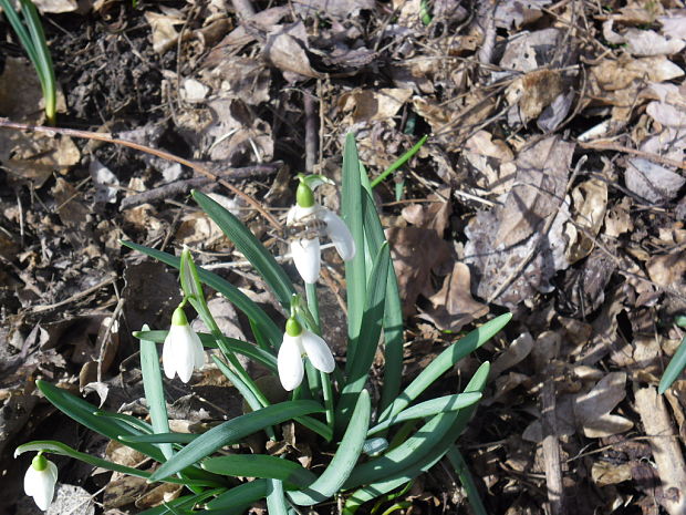 snežienka jarná +včela medonosná Galanthus nivalis L.