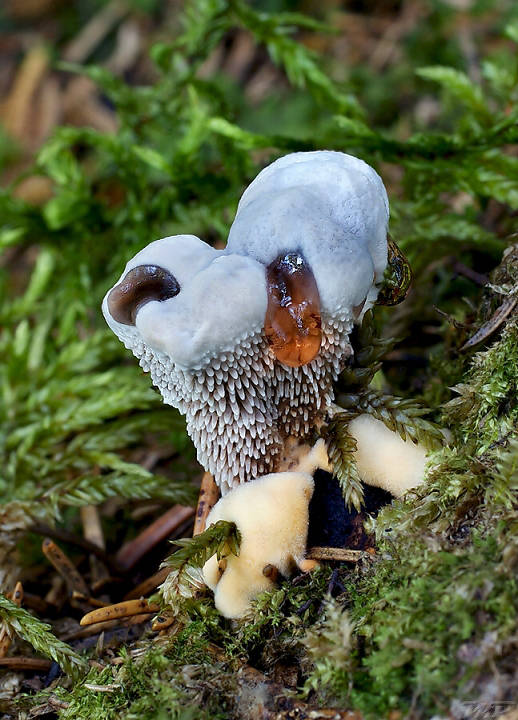 jelenkovka modrastá Hydnellum caeruleum (Hornem.) P. Karst.