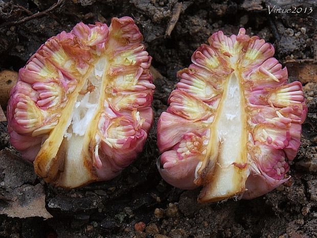 deväťsil lekársky Petasites hybridus (L.) P. Gaertn., B. Mey. et Scherb.