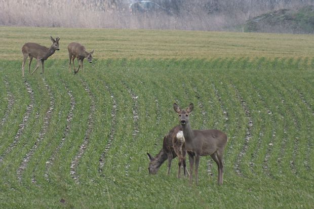 srna lesná Capreolus capreolus