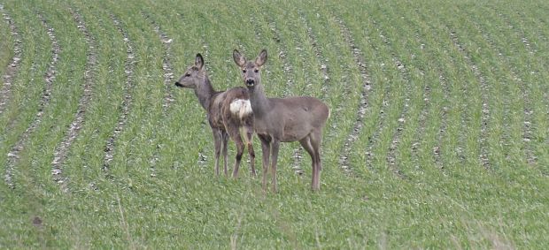 srna lesná Capreolus capreolus