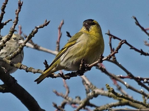 stehlík čížavý Carduelis spinus