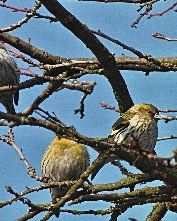 stehlík čížavý Carduelis spinus