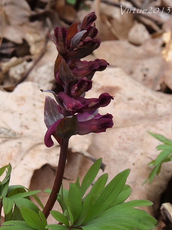 chochlačka plná Corydalis solida (L.) Clairv.