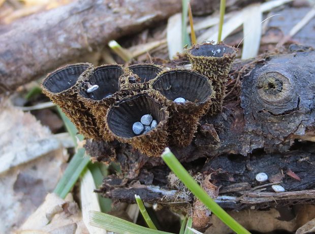 čiaškovec pásikavý Cyathus striatus (Huds.) Willd.