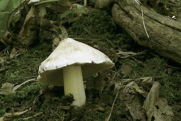 vláknice začervenalá  - Vláknica Patouillardova Inosperma erubescens (A. Blytt) Matheny & Esteve-Rav.