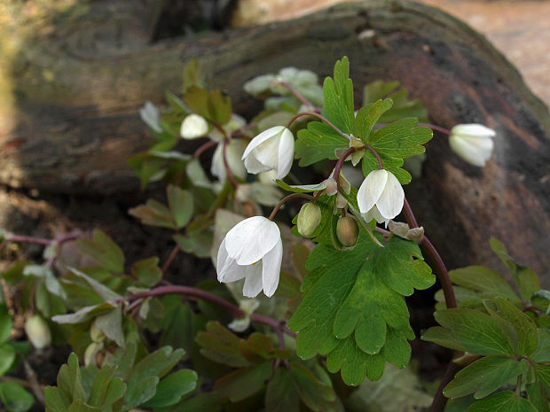 veterník žltuškovitý Isopyrum thalictroides L.