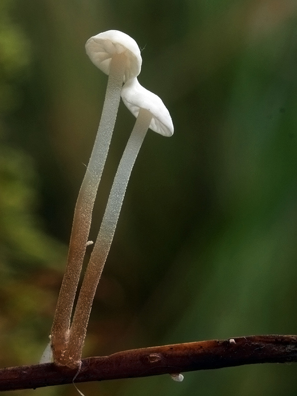 tanečnica listová Marasmius epiphyllus (Pers.) Fr.