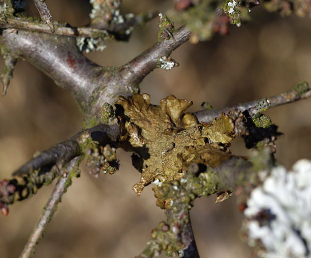 diskovka Parmelia sp. Ach.