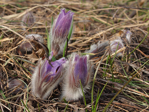 poniklec veľkokvetý Pulsatilla grandis Wender.