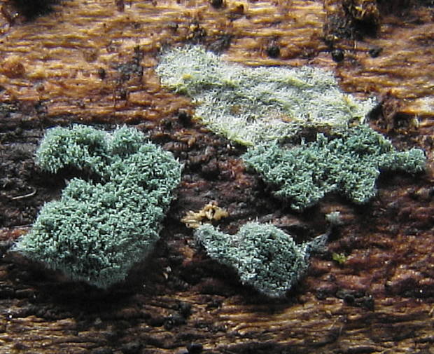 trichoderma  Trichoderma sp.