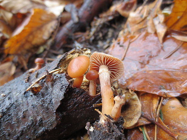 smeťovka zimná Tubaria furfuracea (Pers.) Gillet