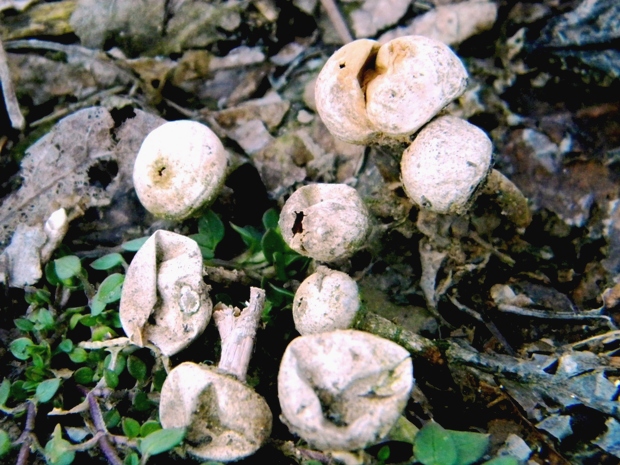 stopkovec vláknitý Tulostoma fimbriatum Fr.