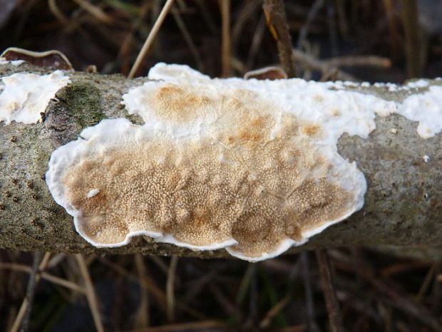 pakôrovec kožovitý Byssomerulius corium (Pers.) Ginns