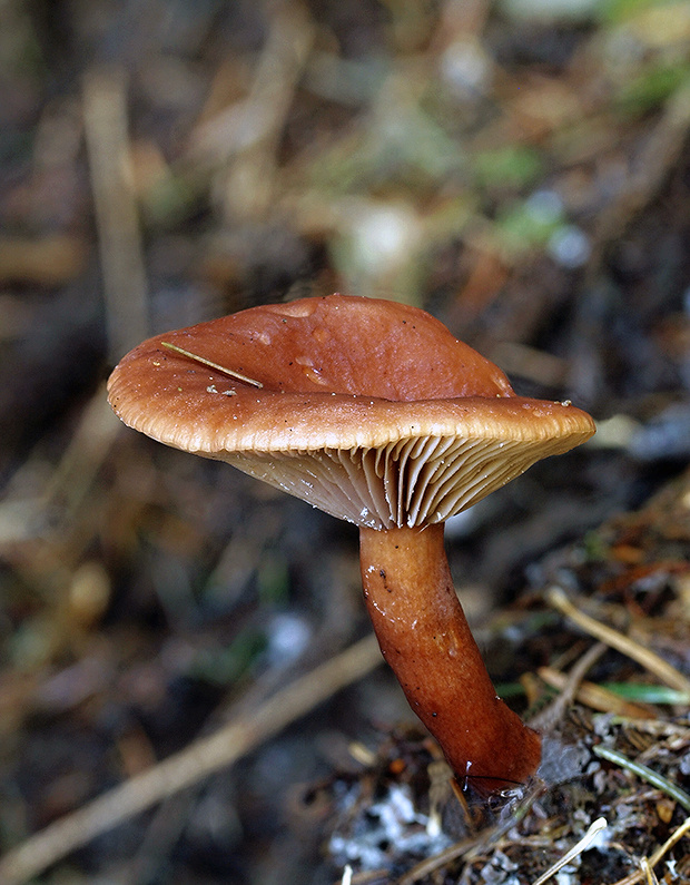 rýdzik hnedočervený Lactarius badiosanguineus Kühner & Romagn.