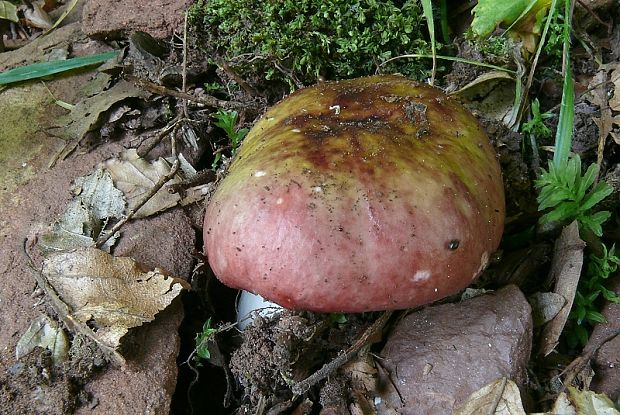 plávka Russula sp.