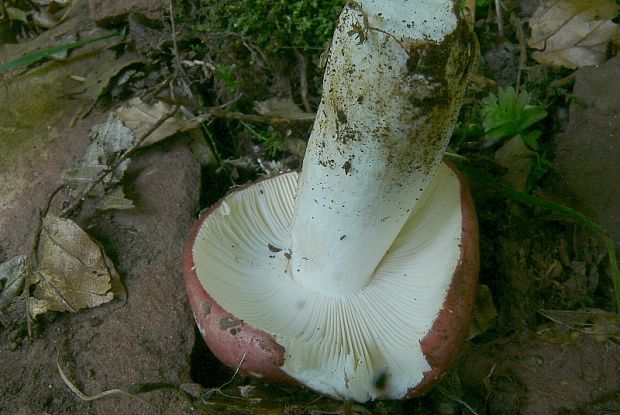 plávka Russula sp.