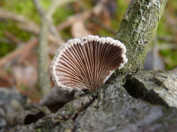 klanolupeňovka obyčajná Schizophyllum commune Fr.