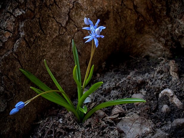 scilla severná bukovská Scilla drunensis subsp. buekkensis (Speta) Kereszty