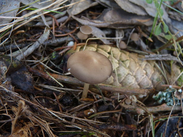 peniazočka smreková Strobilurus esculentus (Wulfen) Singer