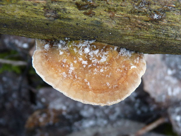 trúdnikovec chlpatý Trametes hirsuta (Wulfen) Lloyd