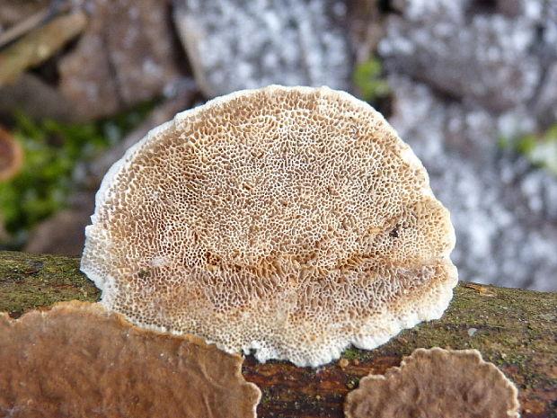 trúdnikovec chlpatý Trametes hirsuta (Wulfen) Lloyd