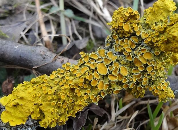 diskovník múrový Xanthoria parietina var. parietina