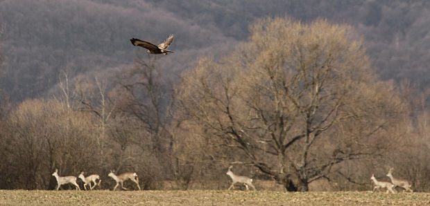 myšiak hôrny Buteo buteo