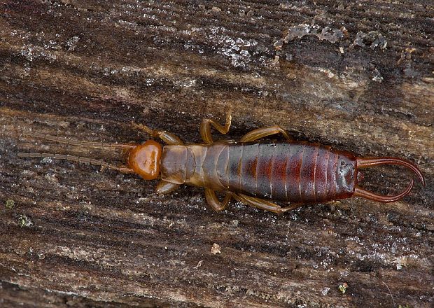 ucholak bezkrídly Chelidura acanthopygia