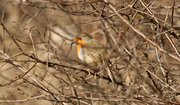 slávik červienka Erithacus rubecula