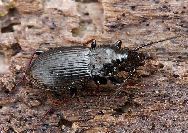 utekáčik Pterostichus oblongopunctatus