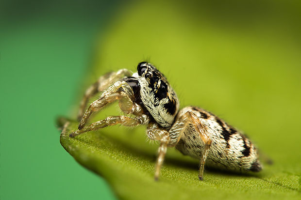 skákavka zebrovitá Salticus zebraneus